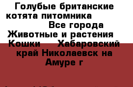 Голубые британские котята питомника Silvery Snow. - Все города Животные и растения » Кошки   . Хабаровский край,Николаевск-на-Амуре г.